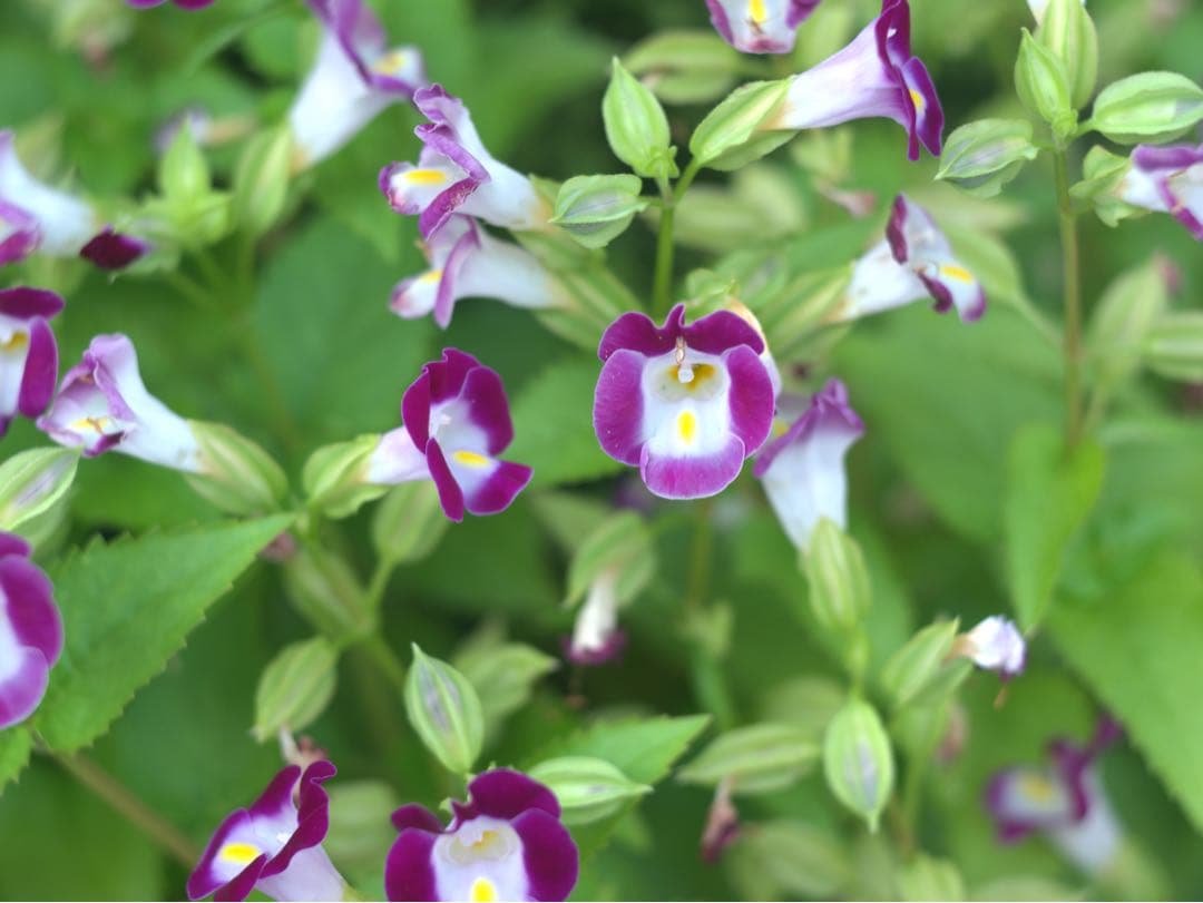 東京光学　Toko 3.5 7.5cm トリプレットの銘レンズ❗️