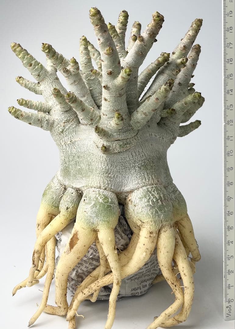 美/ドワーフ/超極太 】アデニウム アラビカム ゴジ タコ足 A - メルカリ