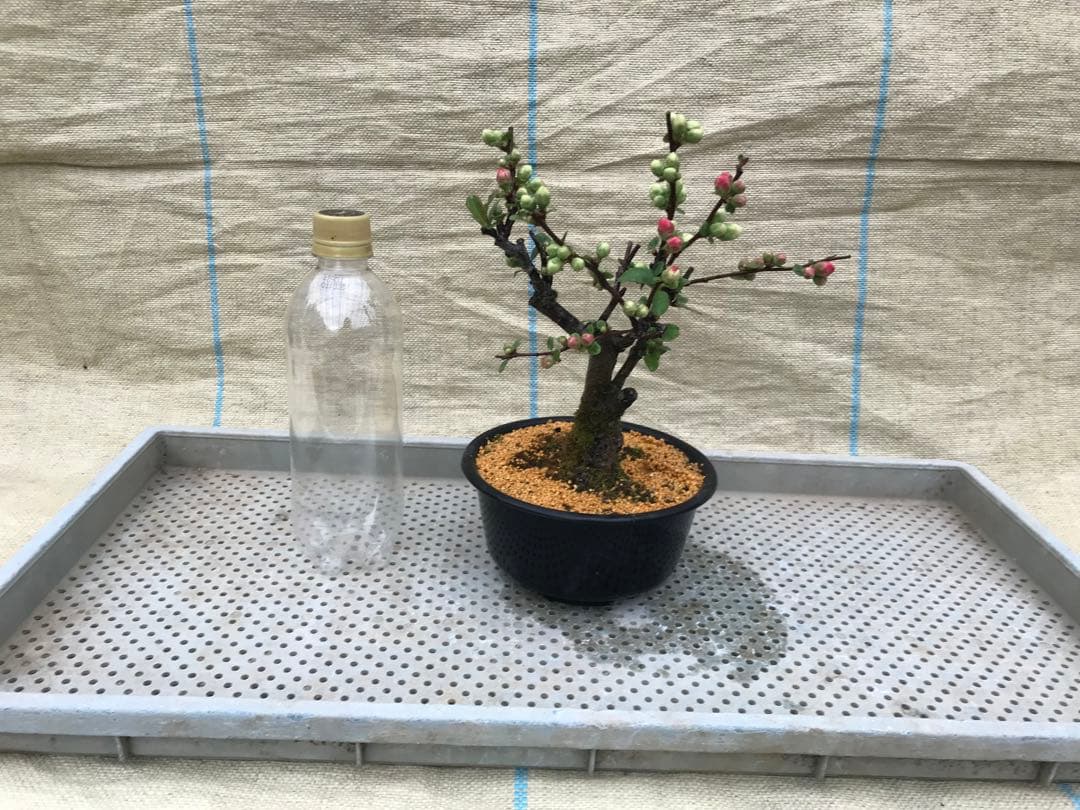 木瓜(ボケ)・放春花 日月星 5寸(咲分け保証品) - メルカリ