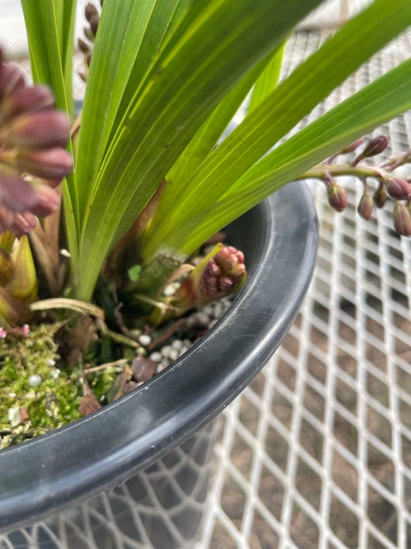 R8年キンリョウヘン花芽10本#4 - メルカリ