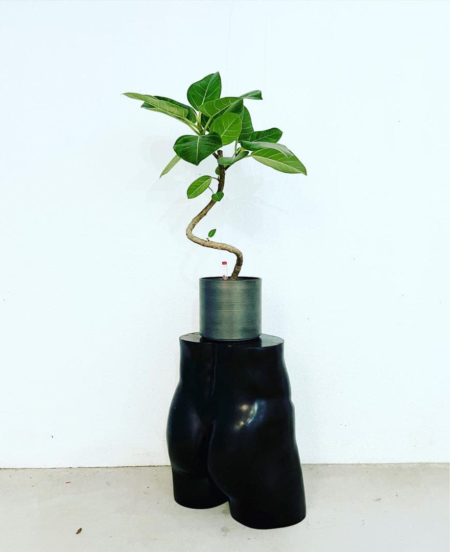 ウ*ロ様 福袋 ビカクシダ 9株