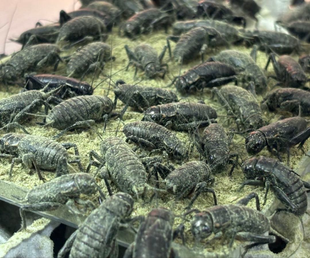 冷凍クロコL 約1000匹1kg 冷凍コオロギ - メルカリ