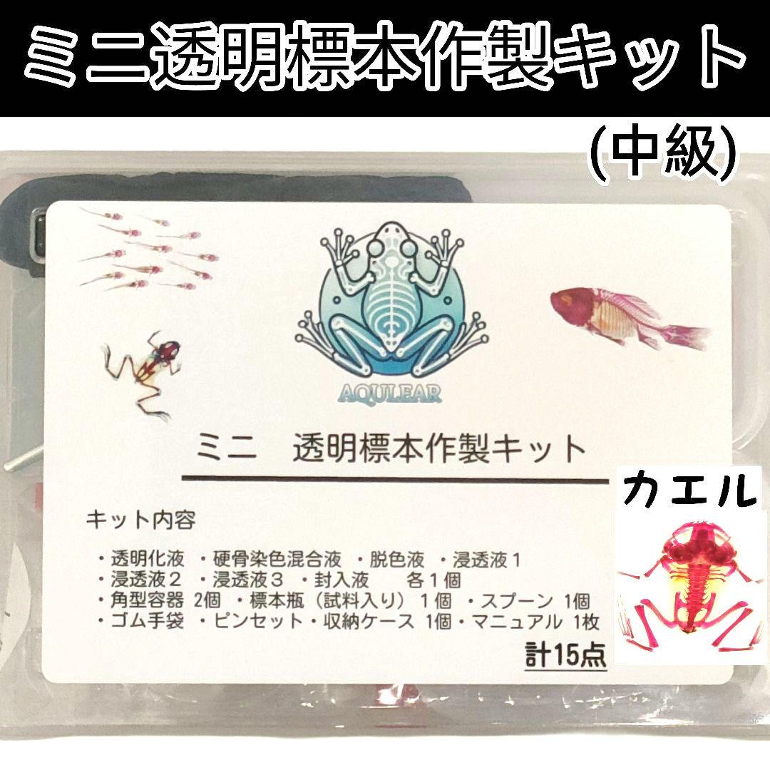 専用出品】ミニ透明標本作製キット（中級）×2個 軟骨染色済に変更