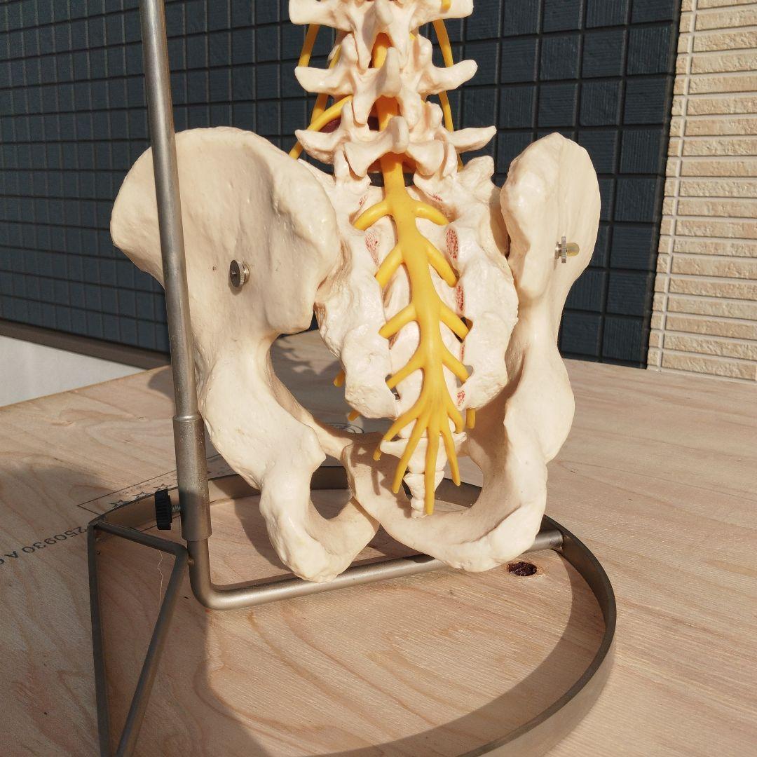 ドイツSOMSO（ソムソ）社製の脊柱骨格模型✨ガハハ本舗お宝倉庫市