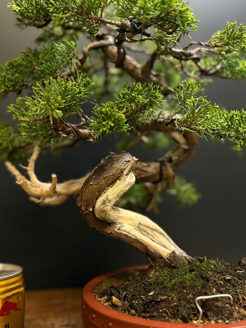 B*s様 [サービスオークション盆栽]真柏/サービスオークションには