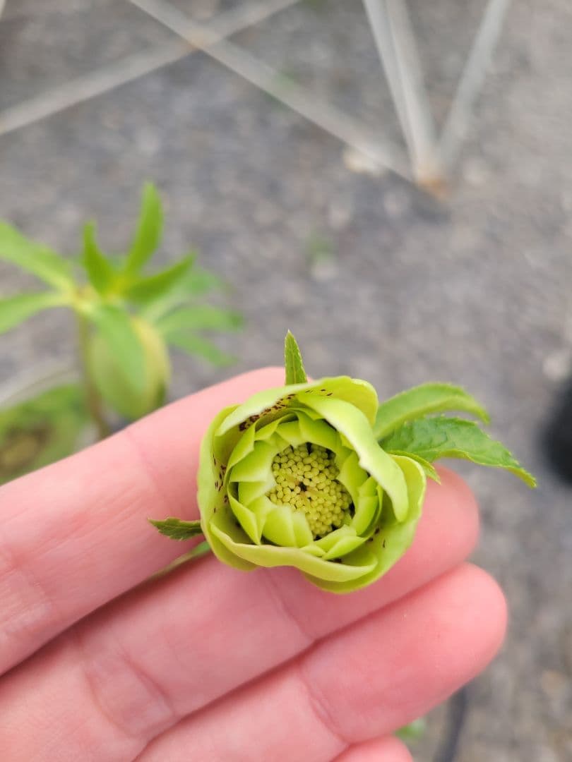 衛*様 クリスマスローズ グリーンブロッチ 爪白 - メルカリ