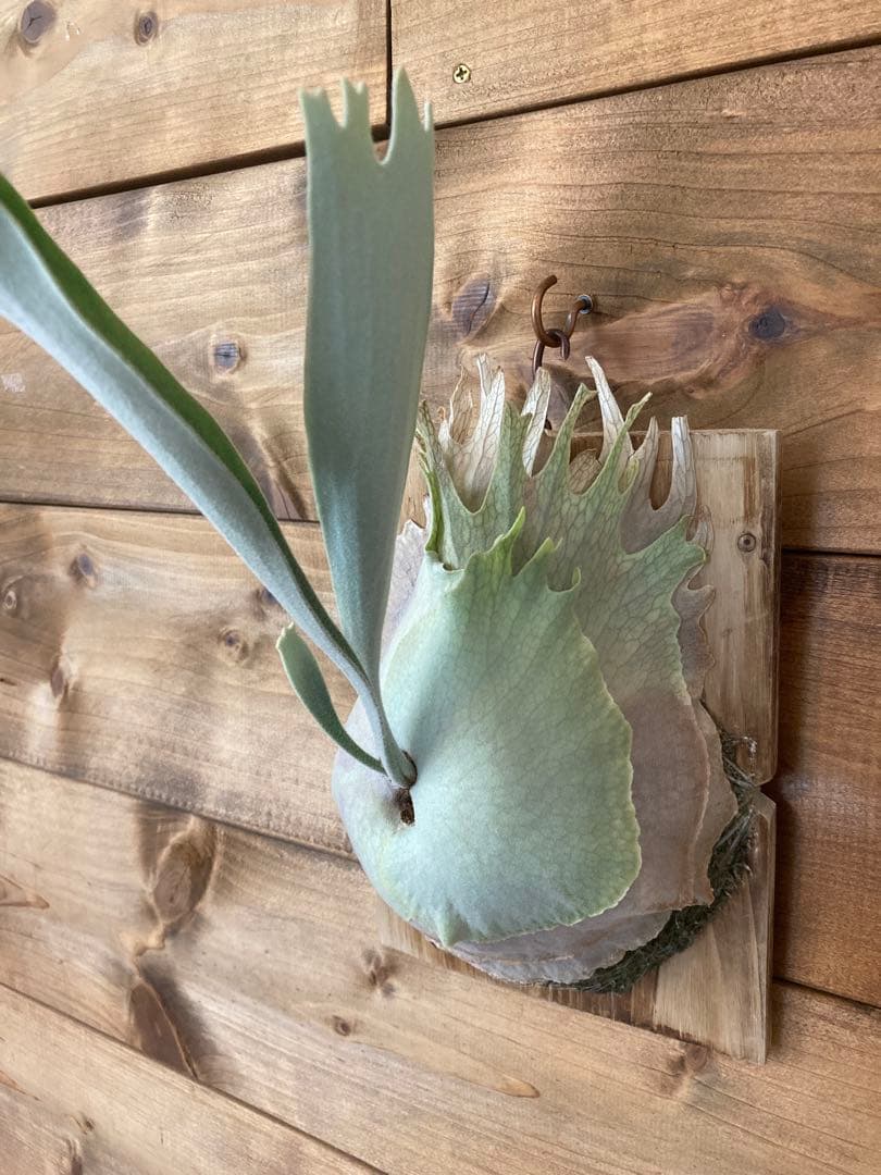 k*n様 ビカクシダ ベイチー\"リミテッド スペシャル セカンド エディション\" Yahoo!オークション - P.veitchii Limited species 2nd edition (ビー