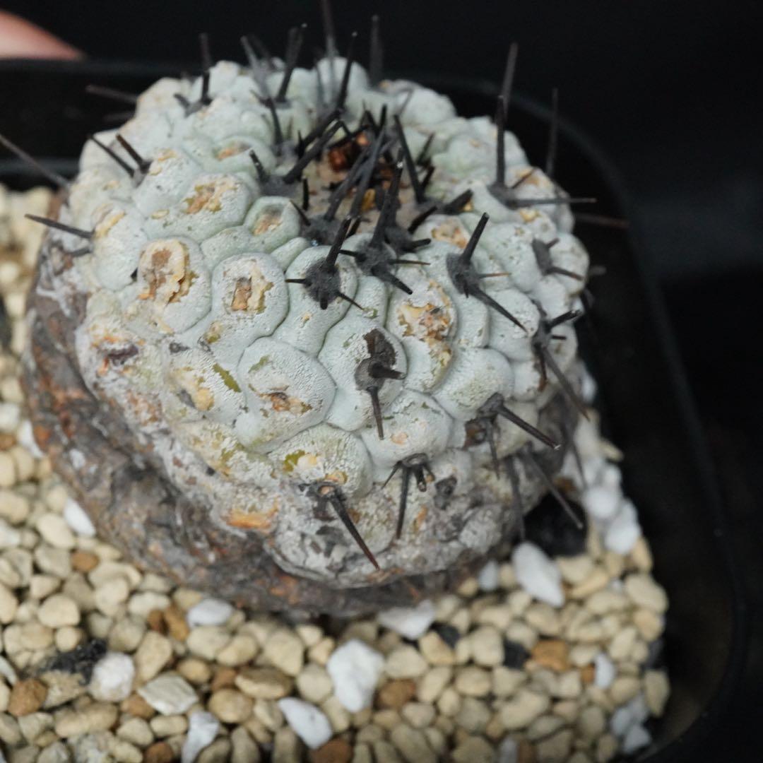 105 発根済み 孤竜丸 コピアポア コルムナアルバ copiapoa - メルカリ