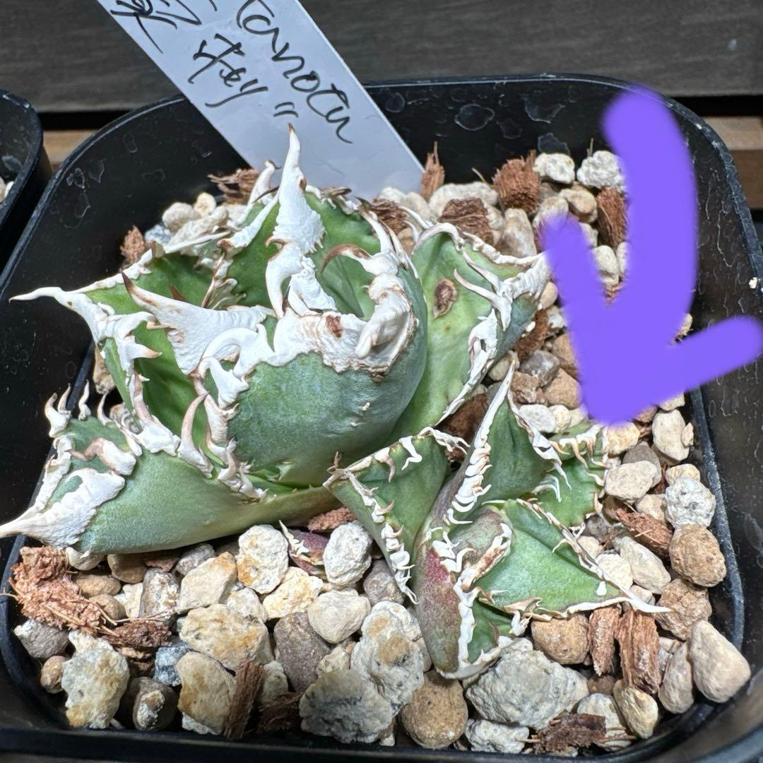 アガベ チタノタ 白豪刺 子株 脇芽 OC ホオジロザメ 白幽霊 キング