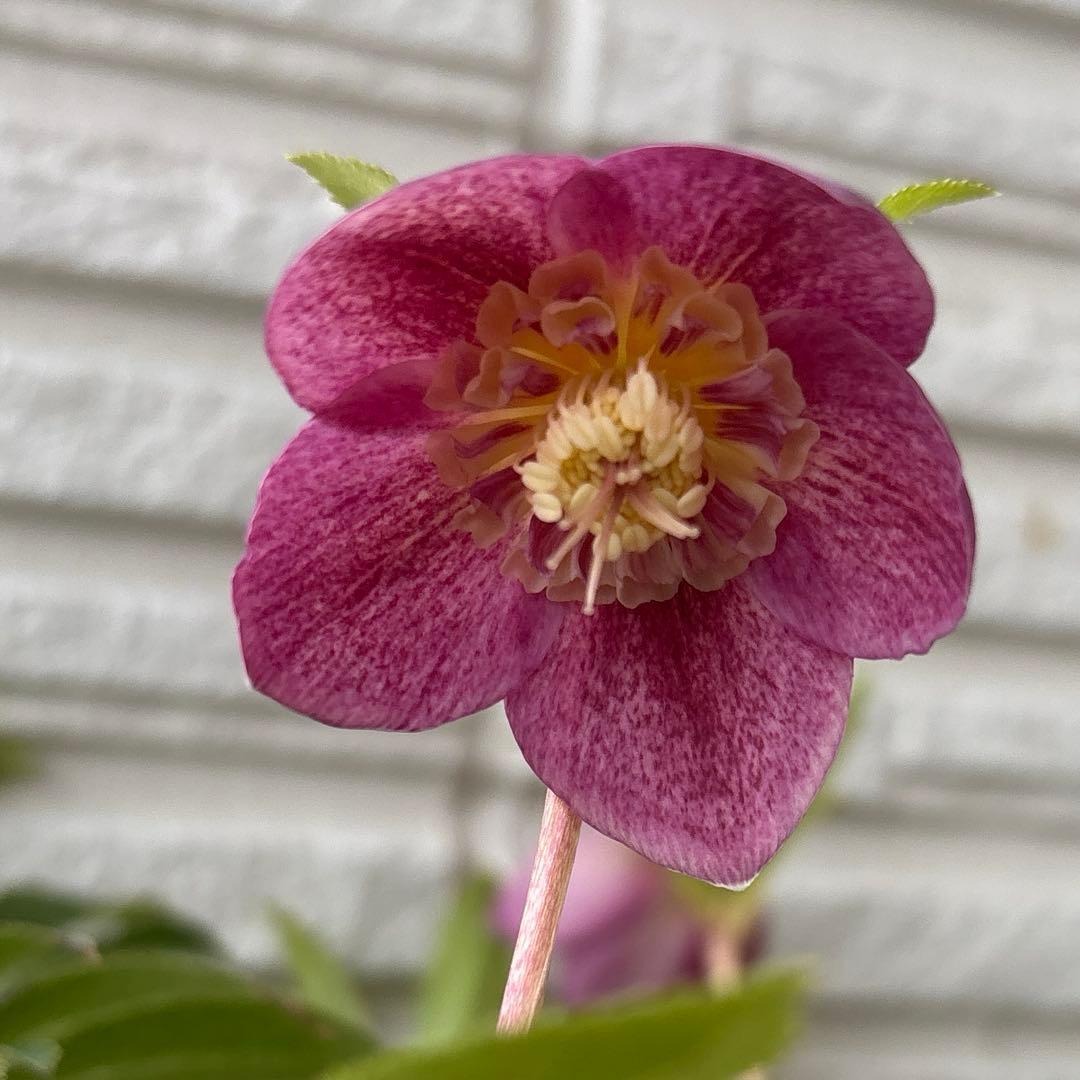 クリスマスローズ セミダブル 広瀬園芸 レッド系 - メルカリ