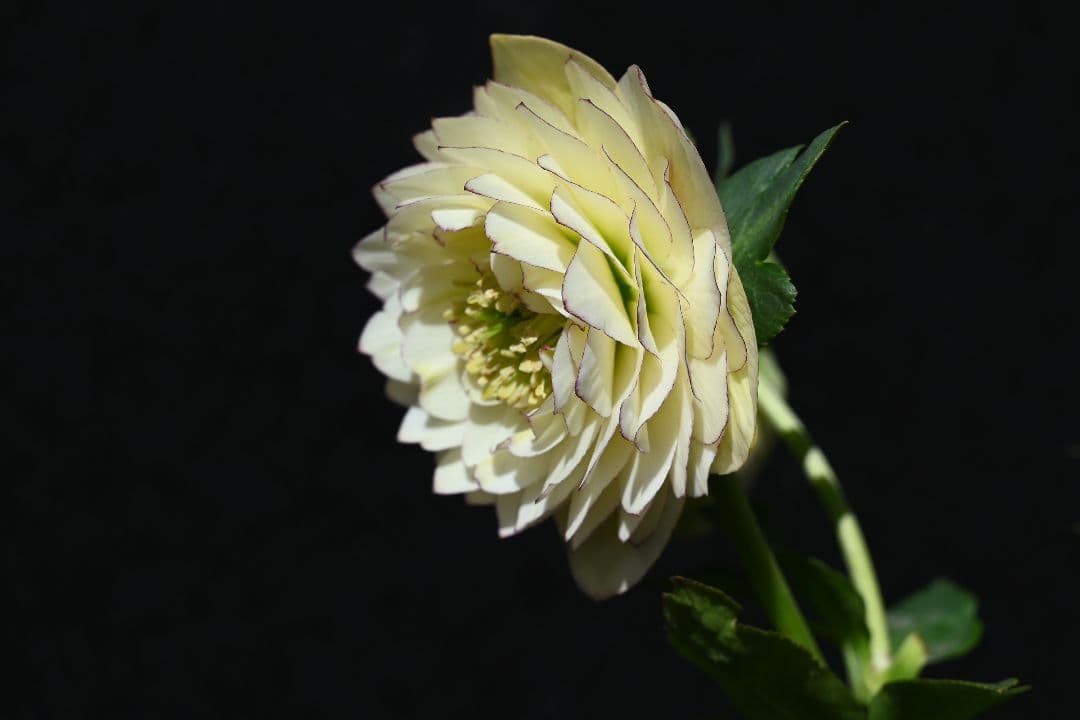 クリスマスローズ 認定！ホワイトアフロディーテ 「メビウス交配！加藤