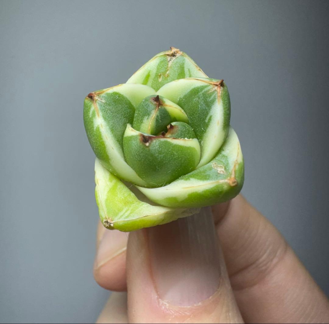 M*g様 アガベ ピンキー “王妃笹の雪A型” 白覆輪斑 - メルカリ