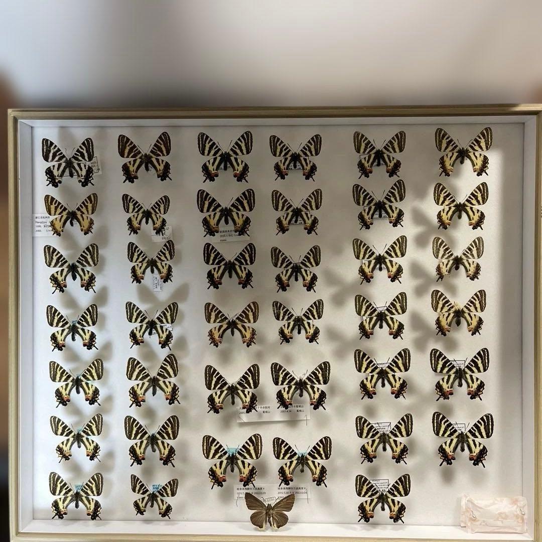 ギフチョウ　ドイツ箱入り ドイツ箱マグネットコレクション – ネイチャーテクニカラー公式