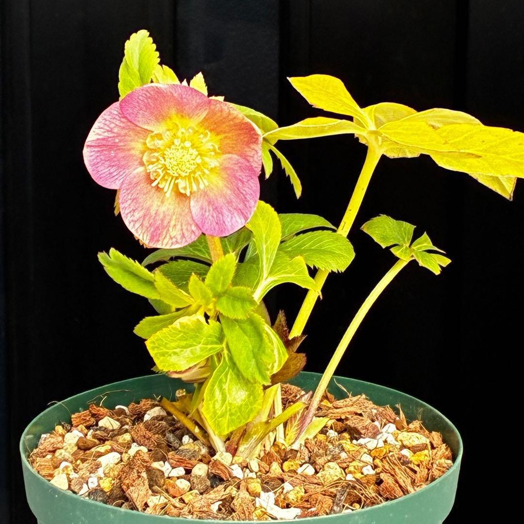 l*a様 558☘️ラスト2☘️蕾花タグ付☘️極上☘️唯一無二☘️⭐️SD⭐️蜃