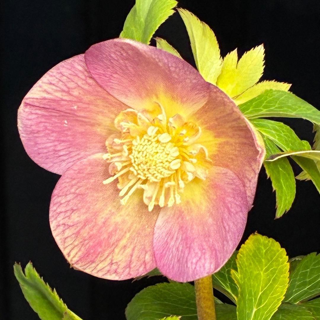 l*a様 558☘️ラスト2☘️蕾花タグ付☘️極上☘️唯一無二☘️⭐️SD⭐️蜃