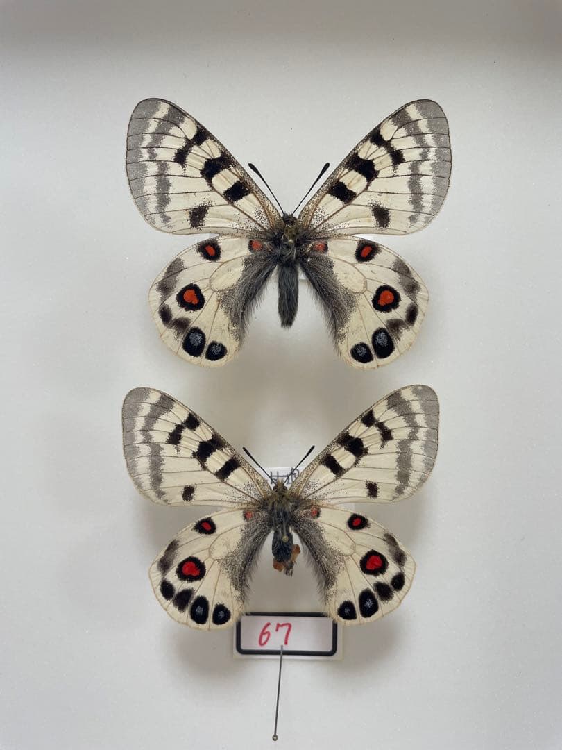 リュウキュウムラサキ | タテハチョウ亜科 | Hirari リユウキユウ