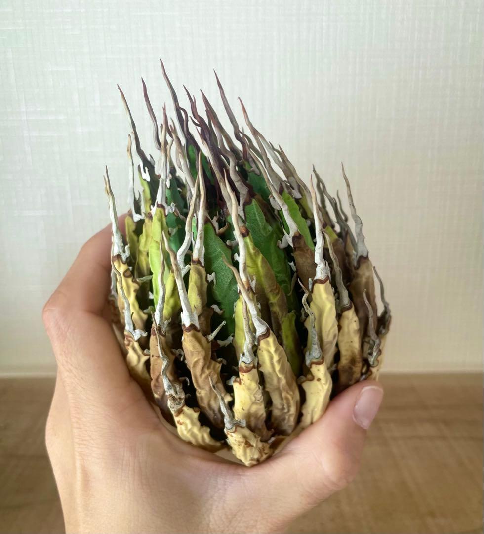 今だけ特売！【陽炎】エボリスピナ厳選美型株！締まった優良株！抜苗/第四種郵便！