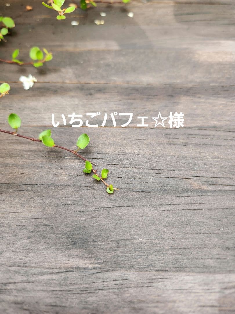 いちごパフェ☆様✨専用ハンドメイドふわふわ小さいタッセルチャーム約８×4cm T 明日12月14日(日)からいちごパラダイスご注文の方対象に〝いちご