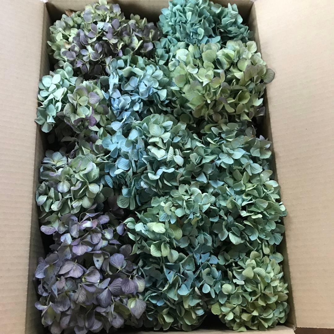 紫陽花ドライフラワー O4 80サイズ 北海道産 - メルカリ
