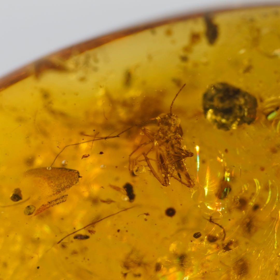 レア極上品TT0033花虫入り琥珀化石ミャンマーカムティかタナイ産9900