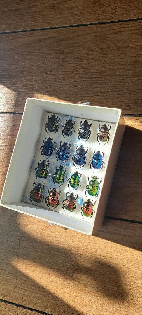 フンコロガシ　標本 1/1 フンコロガシ 【1BOX 4個入】【4582361785162】｜SO-TA