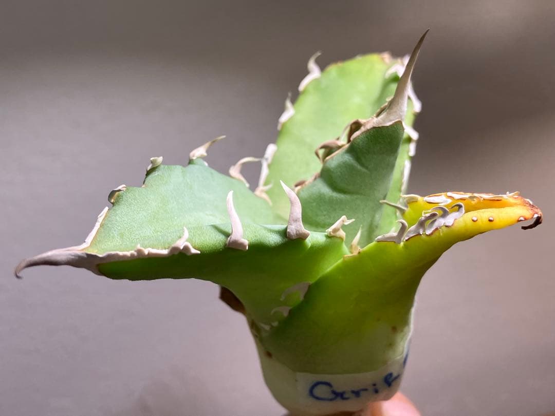 匿名配送【初売り】22 激レア　REZA産　イラン　アガベ　Griffin SP