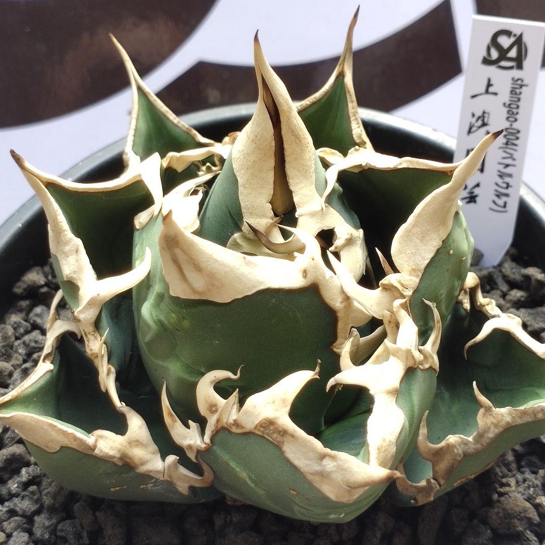 813【上澳園芸】アガベ チタノタ shangao-004 バトルウルフ - メルカリ