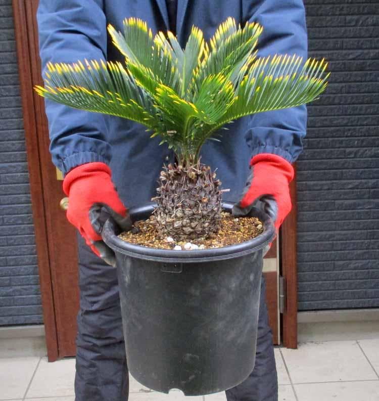 【現品】キンカンソテツ／金冠蘇鉄　8号　あ８番 楽天市場】【現品発送】金環蘇鉄(キンカンソテツ) 特大株 幹太 苗木