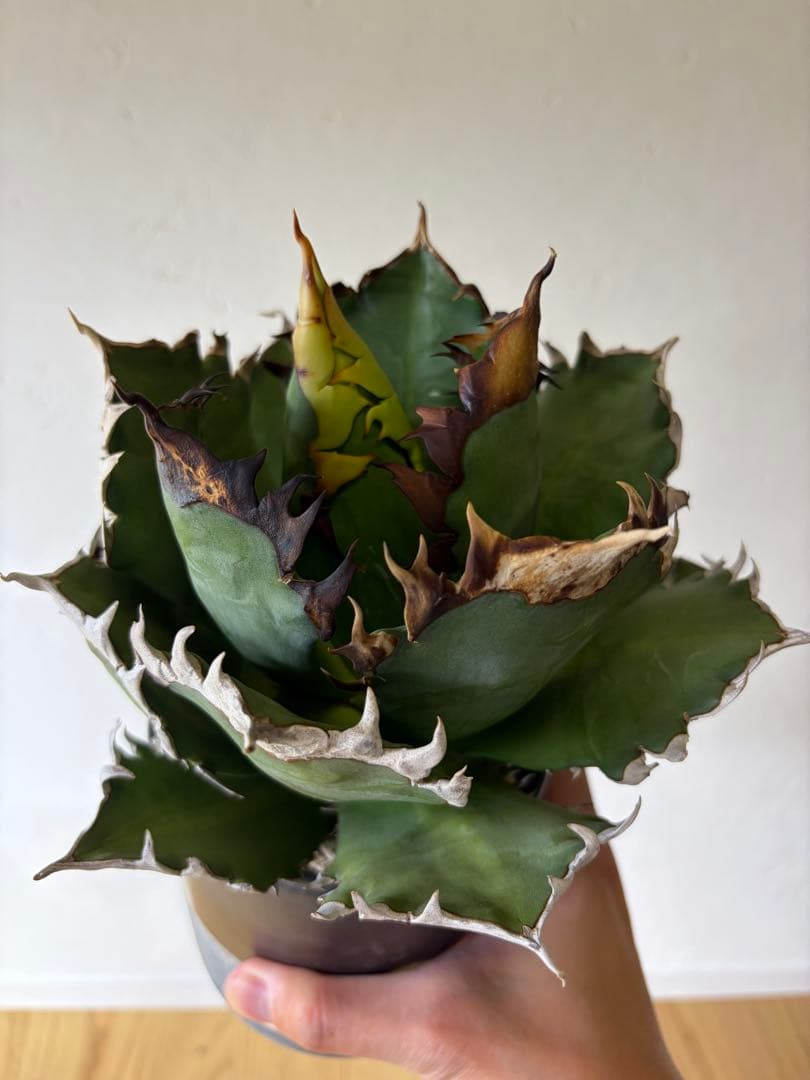 オアハカ　大株　現地球 オアハカの現地球。 今回はほとんどがかなり小さい株ばかりを入れてみ