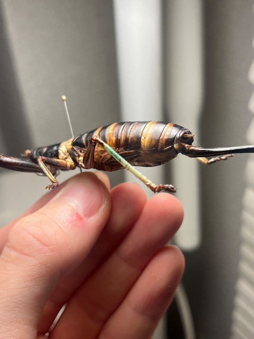 【特大美脚】マッチョキリギリス♀ コロギス リオック