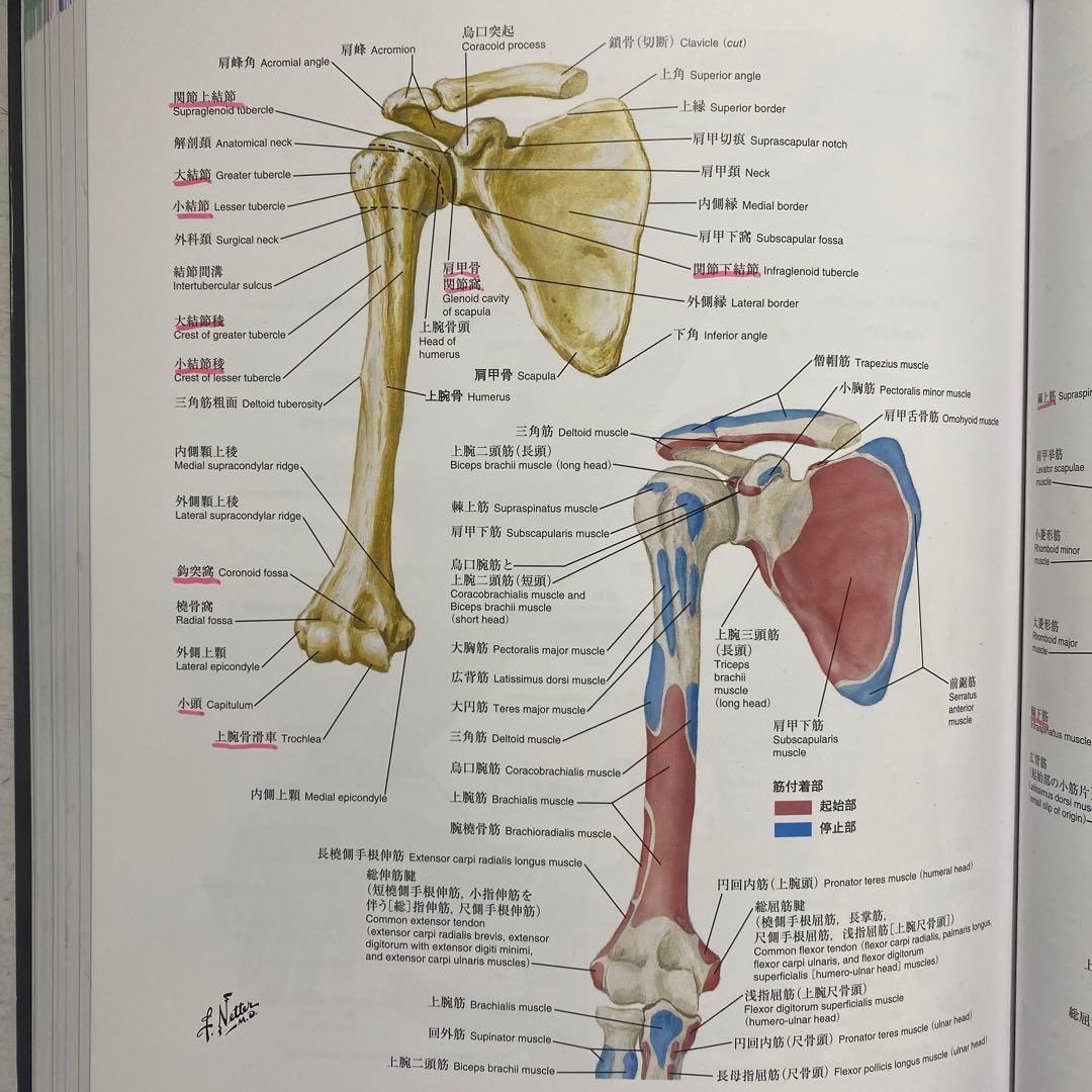 ネッター 解剖学アトラス 原書第6版 - メルカリ