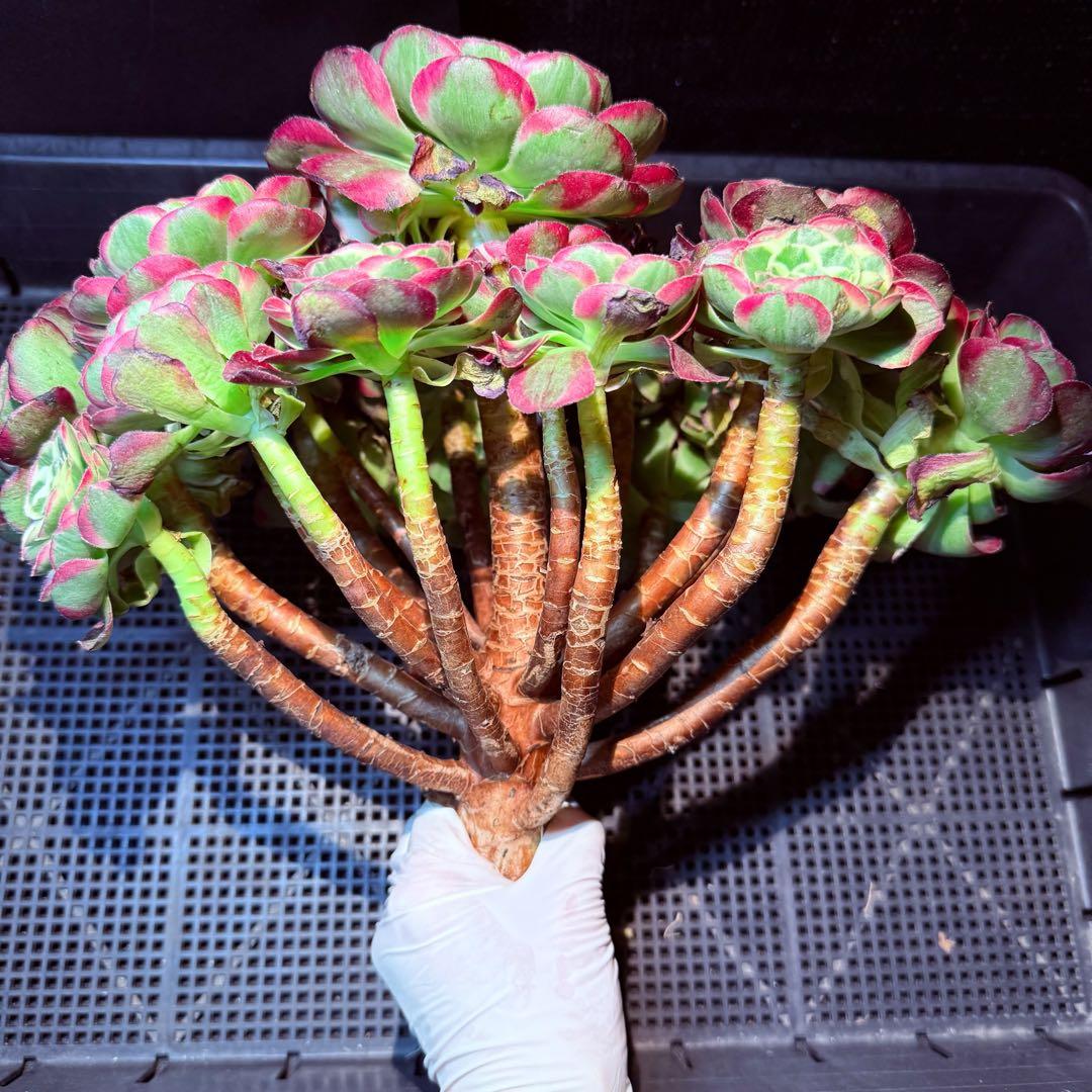 新入荷 超レア新品種 アエオニウム ロイヤルピーコック錦 法師錦 (超大