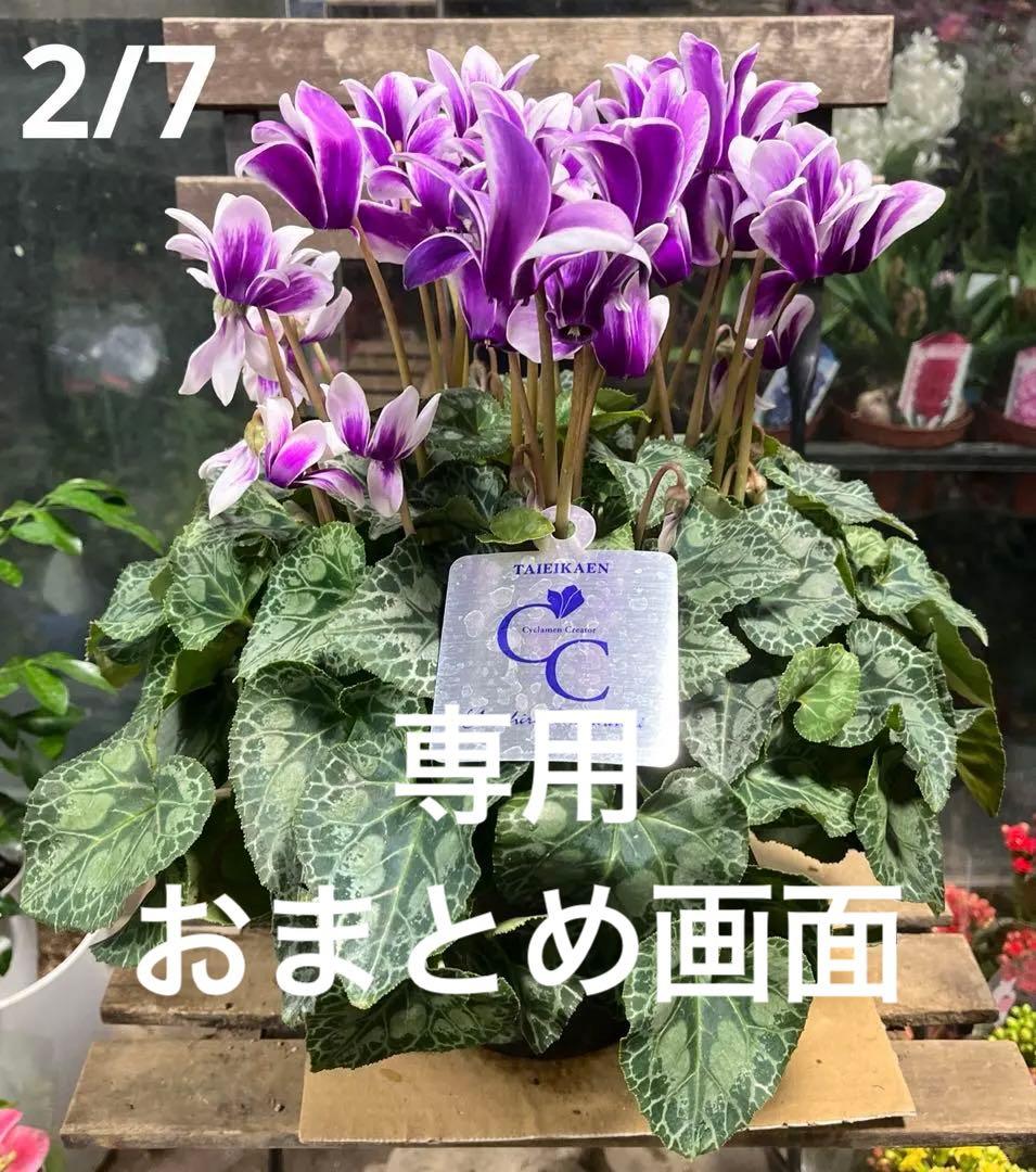 ブルーシクラメン　胡蝶　底面給水5寸鉢ごと　苗　植物 imgrc0101598584.jpg