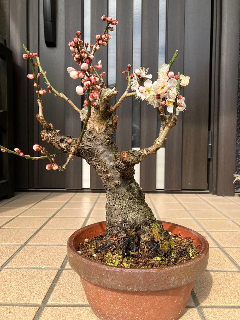 ◉野梅盆栽 超極太 樹齢30年位〈超大特価〉極上品 早いもの勝ち - メルカリ