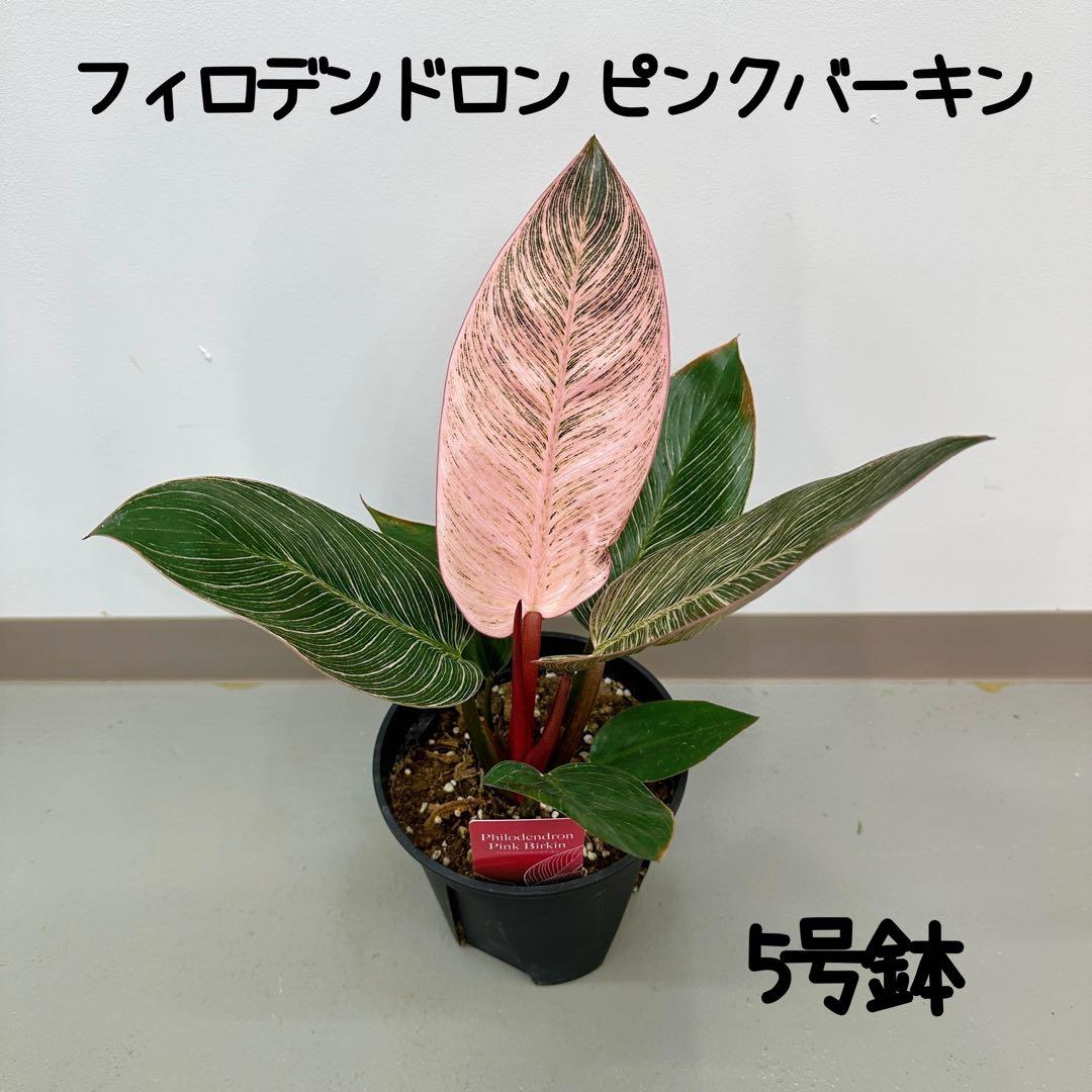 フィロデンドロン ピンクバーキン 5号鉢 - メルカリ