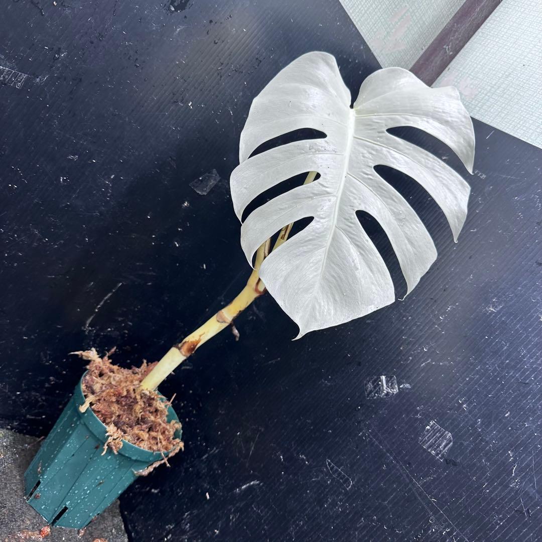 か*い様 斑入りモンステラ極上ホワイトタイガーフルムーン4号鉢植え発