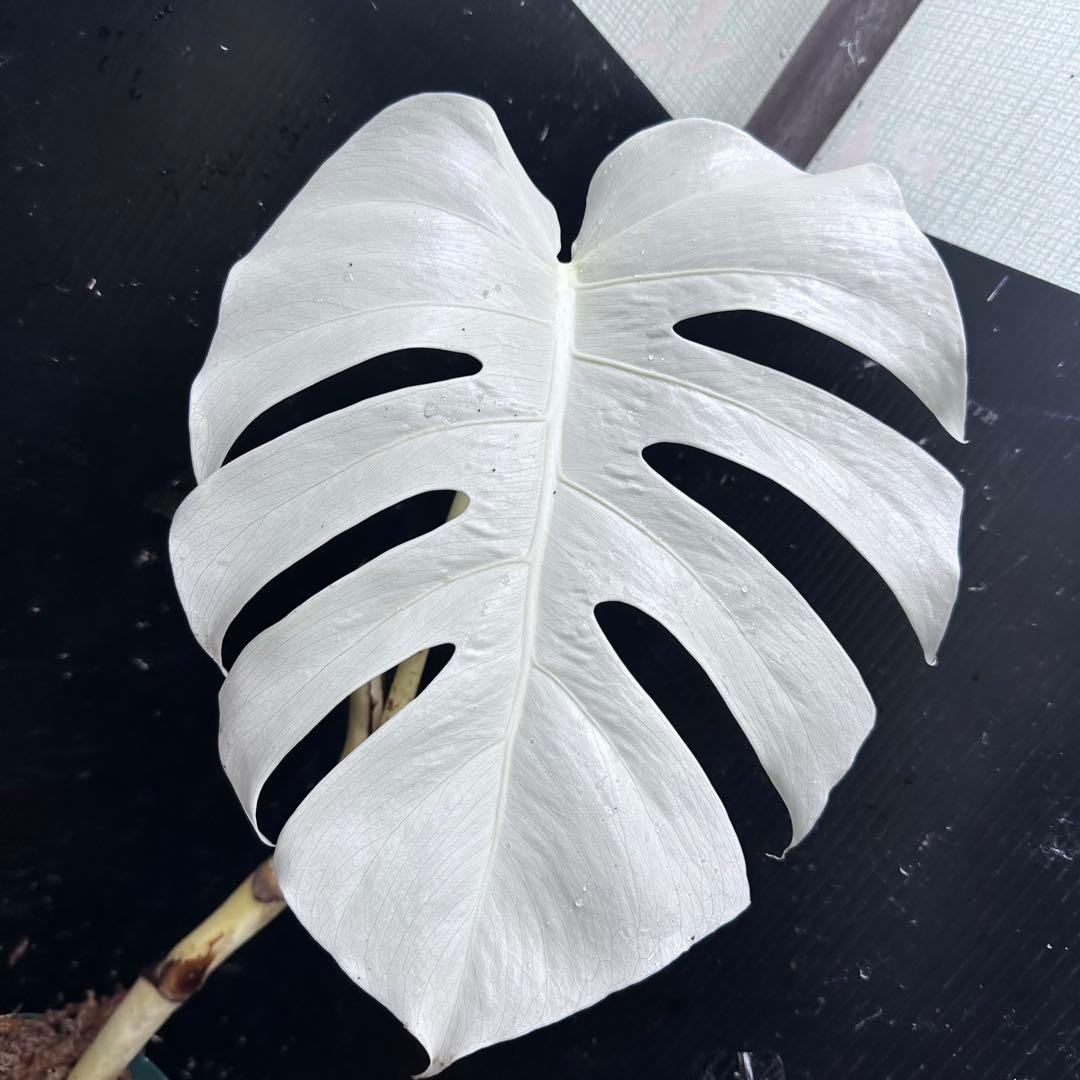 か*い様 斑入りモンステラ極上ホワイトタイガーフルムーン4号鉢植え発