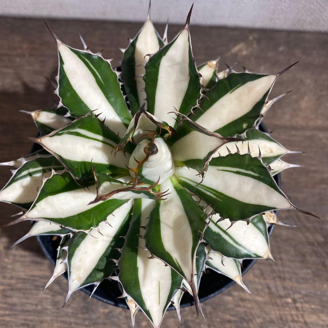 アガベ ホリダ白中斑入 極上2 - アガベアウトレット ショップ 通販