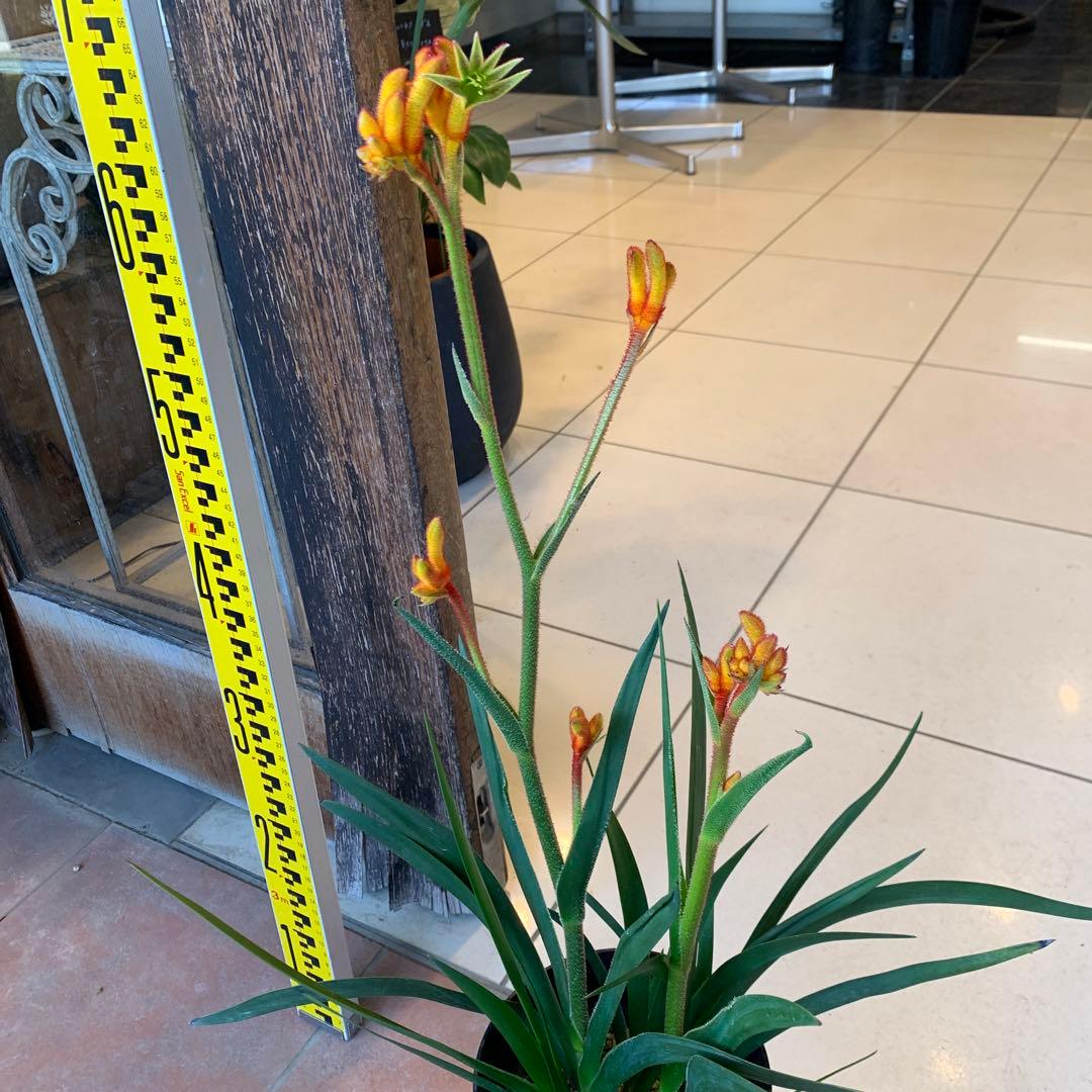 のこのこ様専用 カンガルーポー3点 日本花キ流通 観葉植物