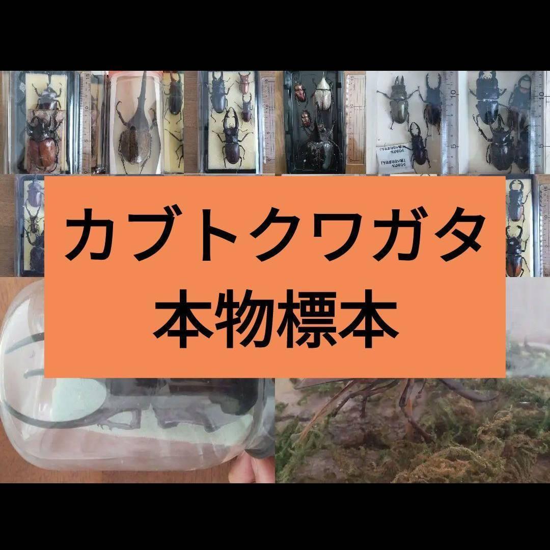 カーニバル　約40匹カブトクワガタ本物標本まとめ売り カブトムシ（標本）｜標本｜昆虫用品｜ペット用品、生き物 おすすめ