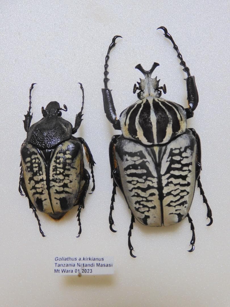 タンザニア産　特大　サザナミオオツノハナムグリ　62mm 45mm 2024,4/18新着WILD 激震・復活サプライズ便 タンザニア便 シンジュ