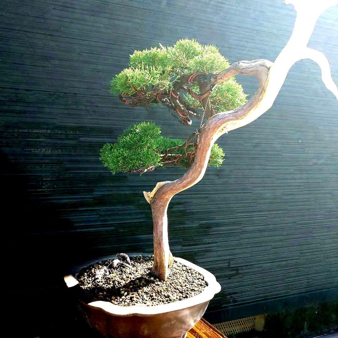 糸魚川 真柏 大品 山木 - メルカリ