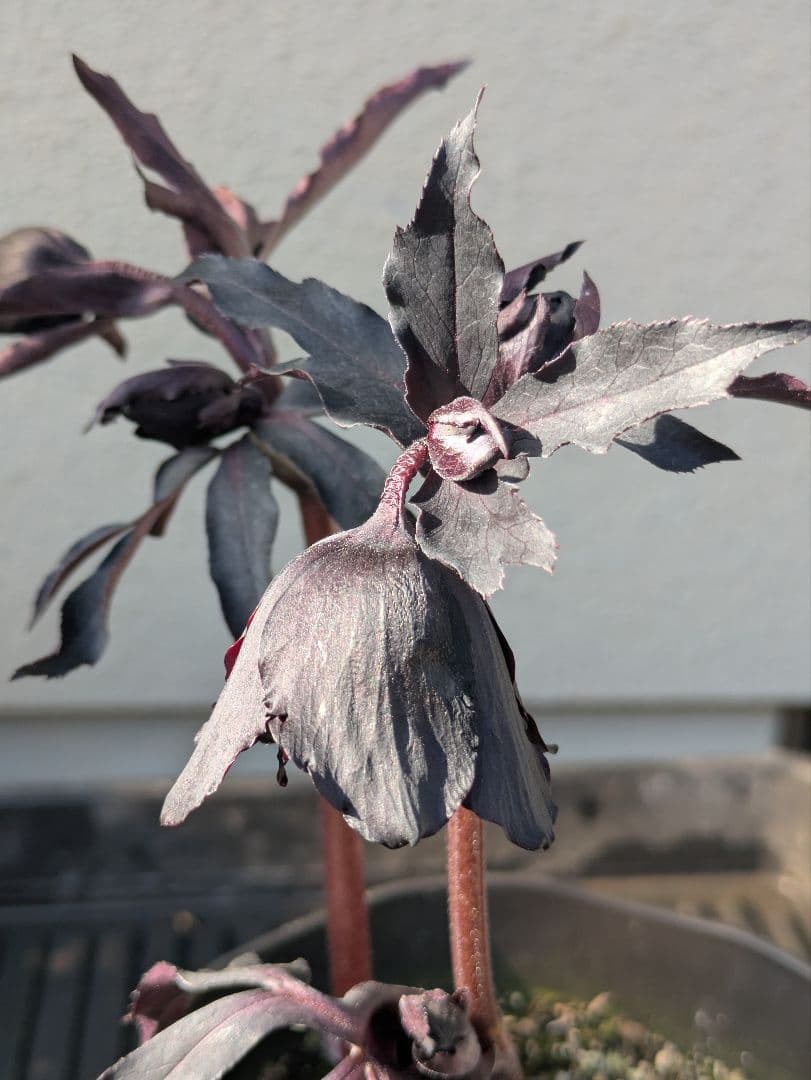 漆黒極上個体】広瀬園芸 クリスマスローズ ブラックマジックdd - メルカリ