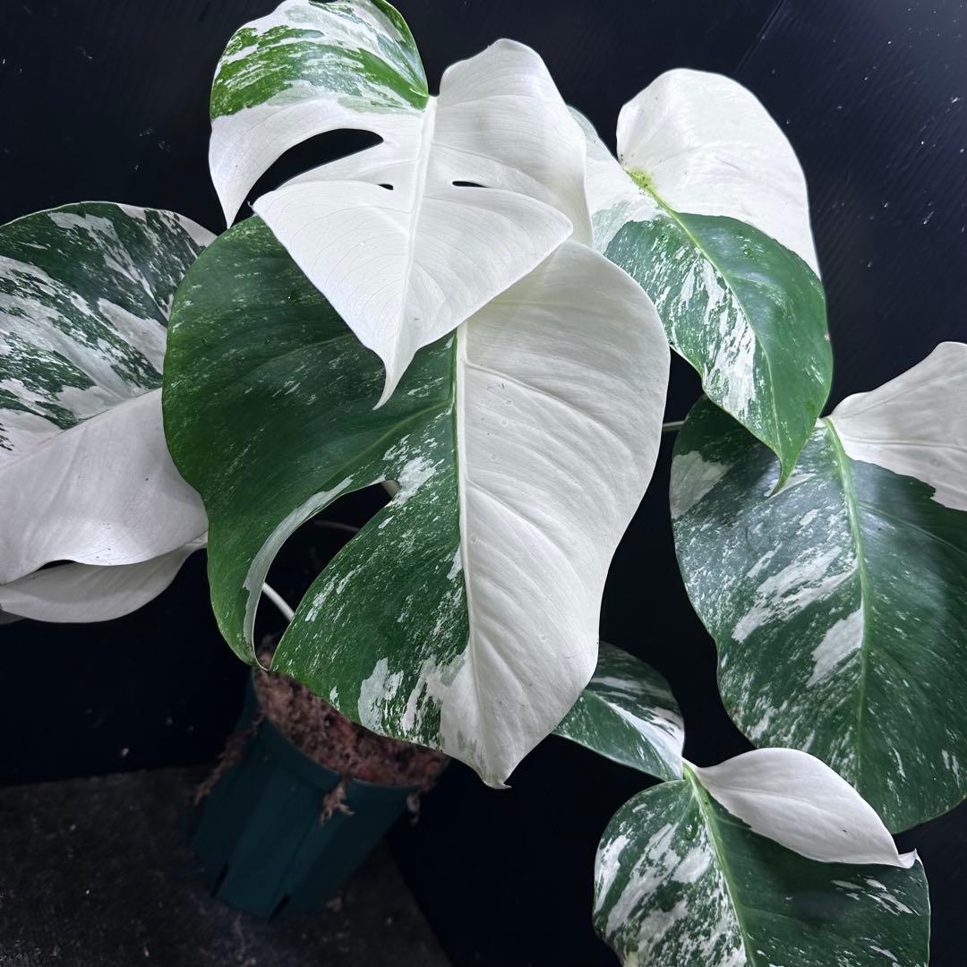 斑入りモンステラ ホワイトタイガー極美大株52cm白斑多 - メルカリ