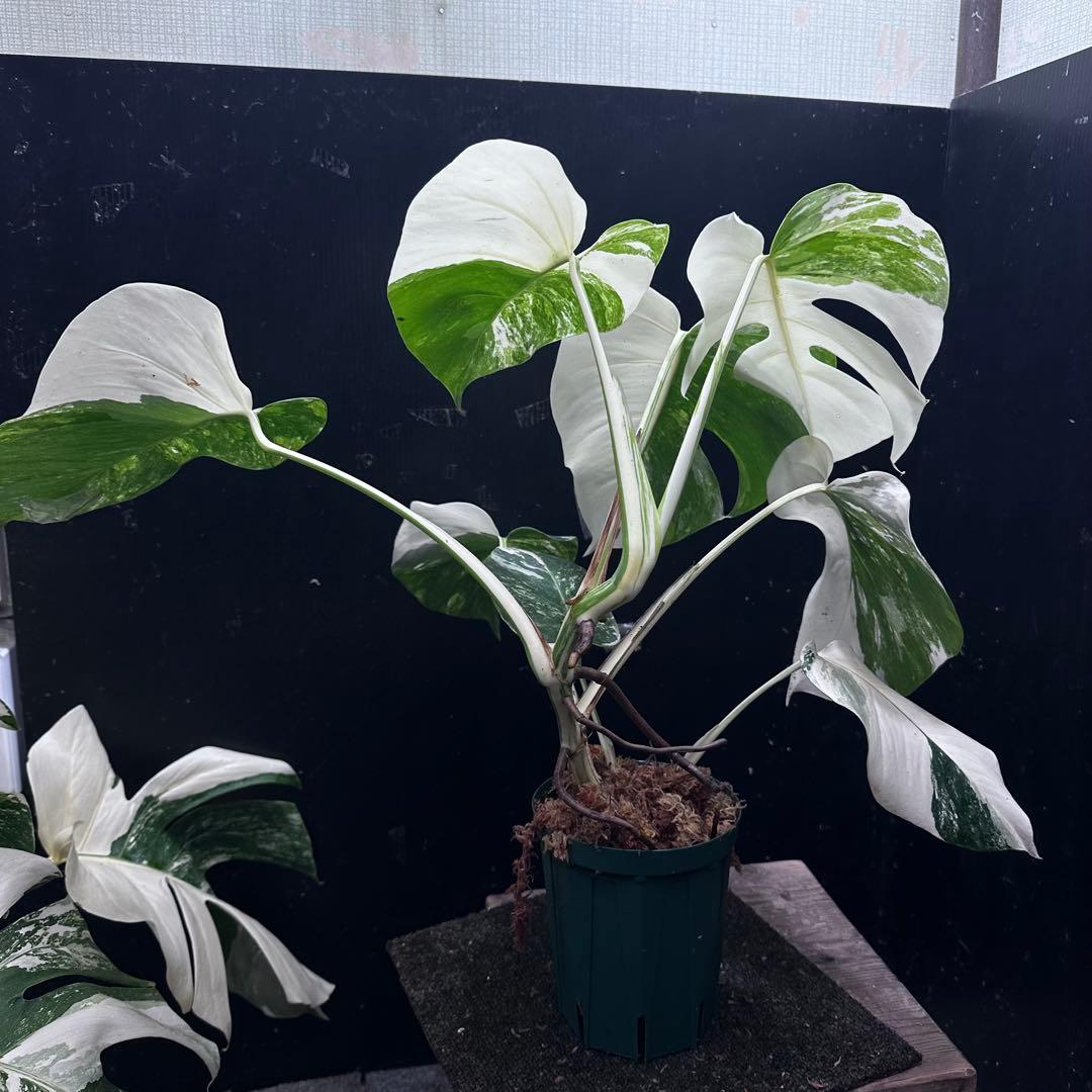 斑入りモンステラ ホワイトタイガー極美大株52cm白斑多 - メルカリ