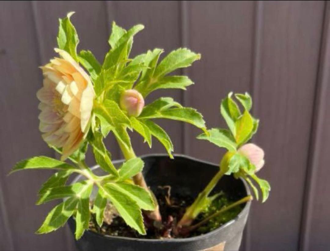 クリスマスローズ ソレイユ dd 極上ぼかし 交配苗 - メルカリ