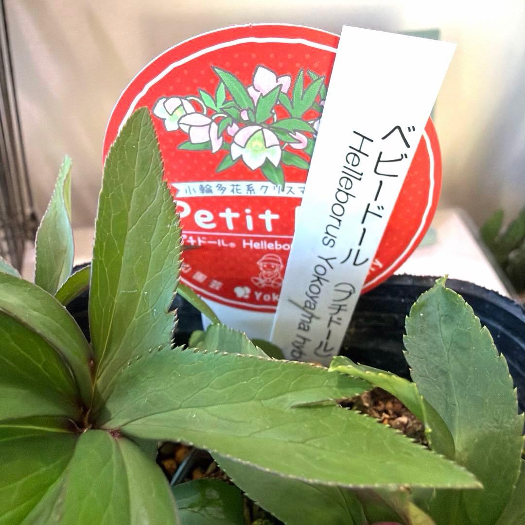 まい様　リクエスト　おまとめ2点