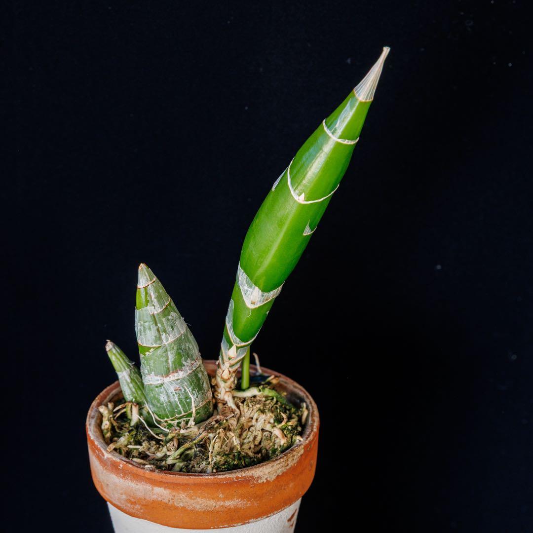 グリーンタケノコ蘭 SVO Fdk. Turning Point カタセタム - メルカリ