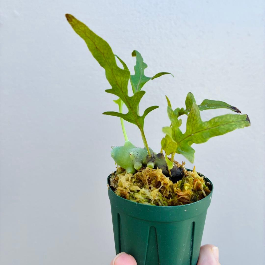 希少・美麗】レカノプテリス バルゴイ ノーススラウェシ - メルカリ