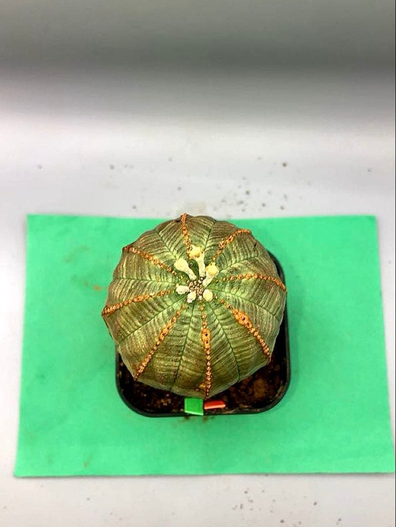 《2.5号GO》ユーフォルビア　オールドオベサ　雄株